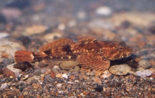 Cottus nozawae